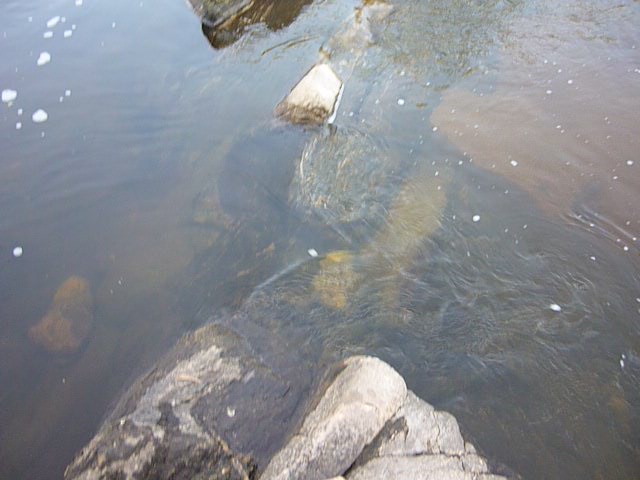 fotos/2011 - Los Reartes/P1010848.JPG